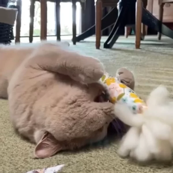 Cat playing with bunny kicker