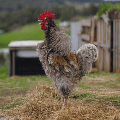 Greg the rooster - Kermandie Ridge Farm Sanctuary
